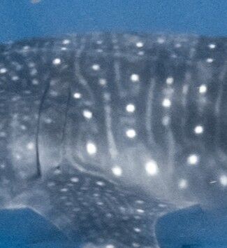 e82e33f2-507e-4bae-b79a-95e1ed345dfc