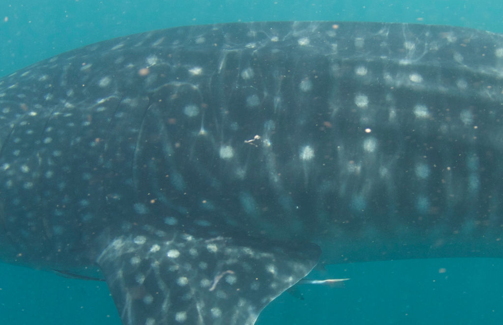 36a6d851-703c-413a-95b9-d07027b7a6a6