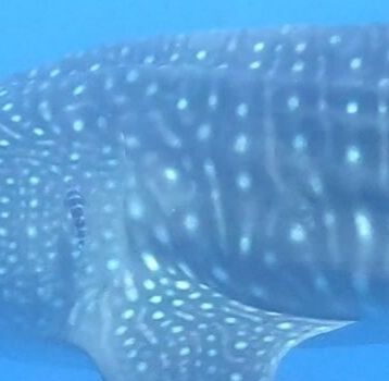 604abf28-328b-4063-bf0f-8733ca0a6bc9