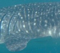 202b9247-7b99-4ea0-b1c9-da3228c1c174