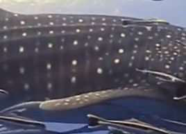 2fdedb2a-3b4d-4e83-bca0-445f840139b9