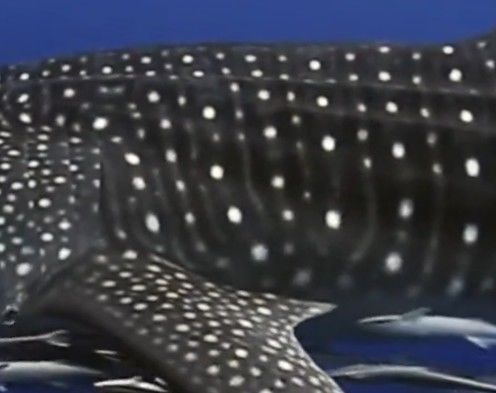 2fdedb2a-3b4d-4e83-bca0-445f840139b9