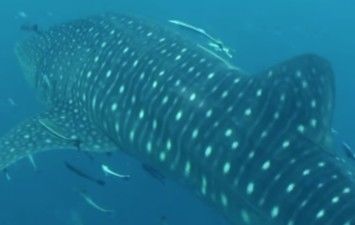 a838bb48-ffdd-4556-838f-5fb425283418