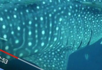 a838bb48-ffdd-4556-838f-5fb425283418