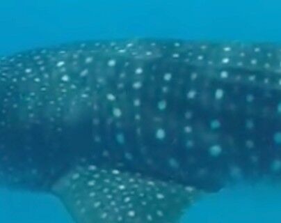 fa9c643a-c134-4686-93ab-2e8e29fc1962