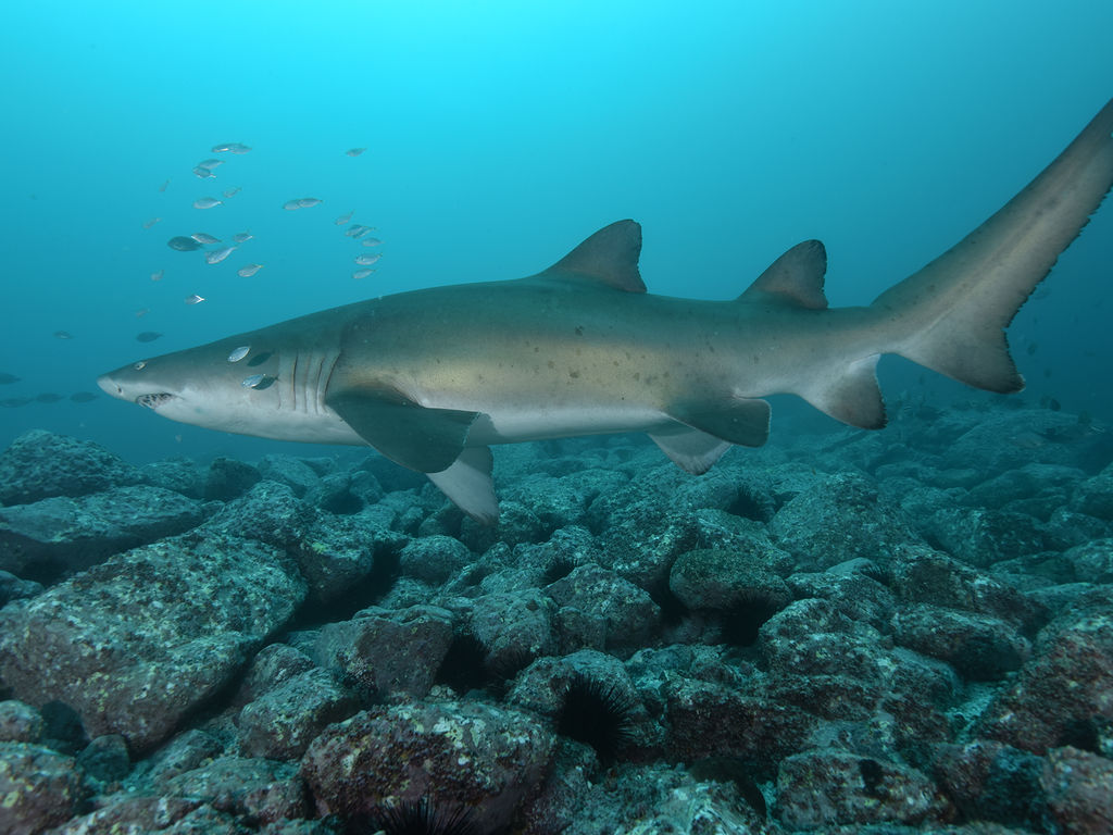 84e099ed-4f16-4d70-b826-4c666d1e7959