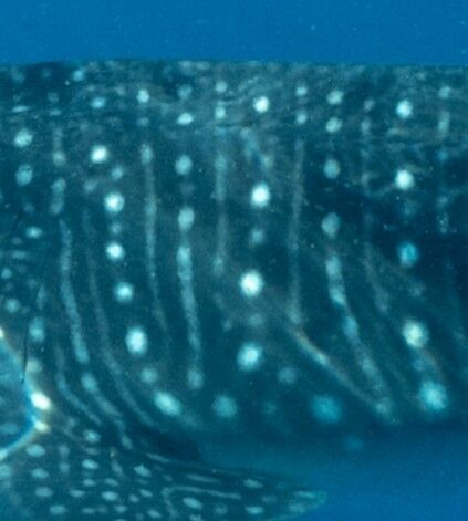 252ee35d-ff72-414f-b560-b1fe73ca0915