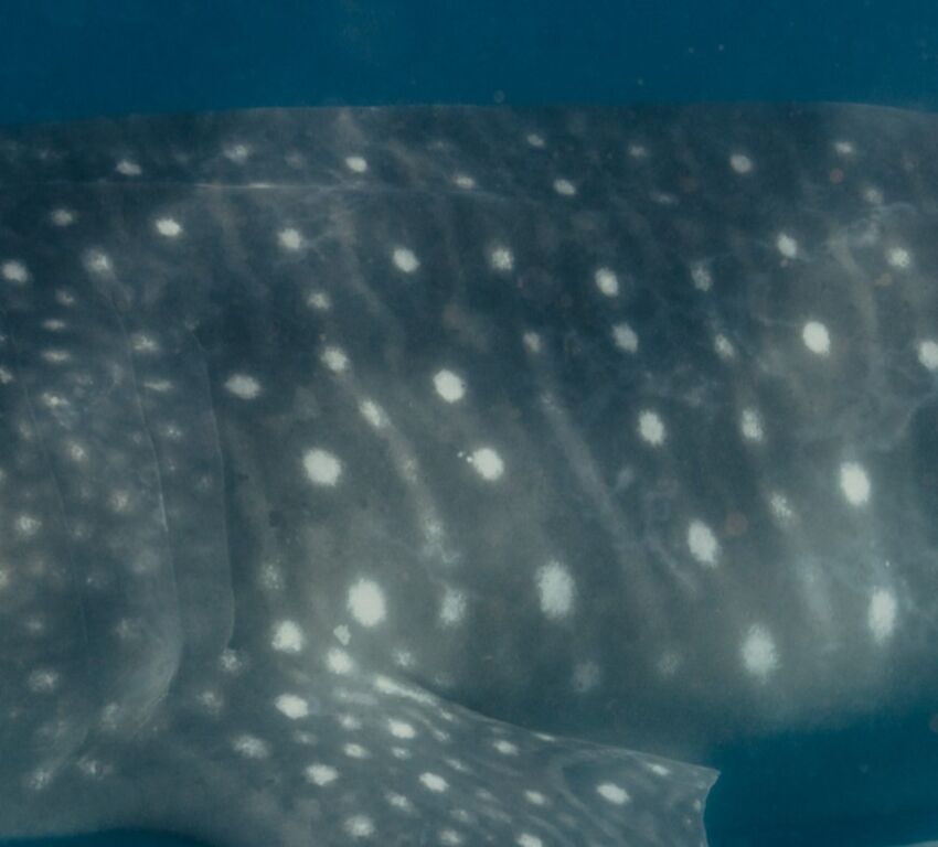 0a3d9d00-6c77-4e1b-8bf6-69559b4eb94a