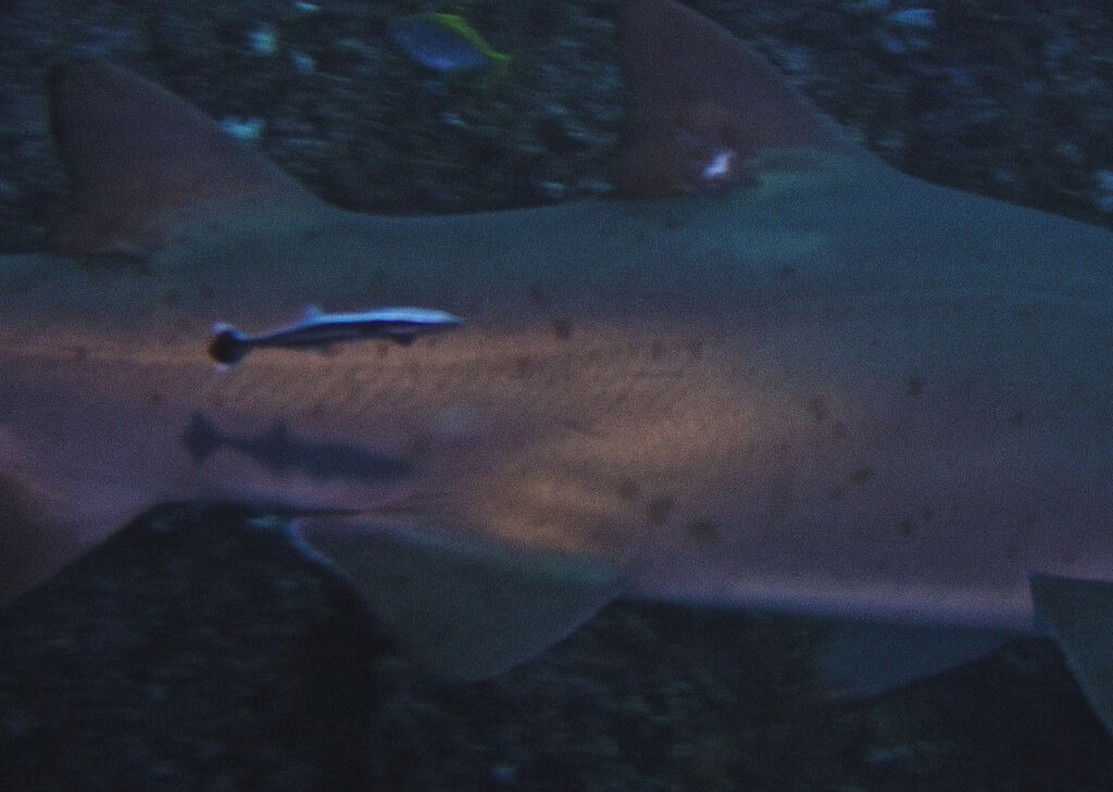 663816f0-b08f-4224-a1d2-ca365635aeef