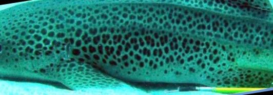 1aeff15b-5056-4de0-bd3b-c3f7cc6f8a31