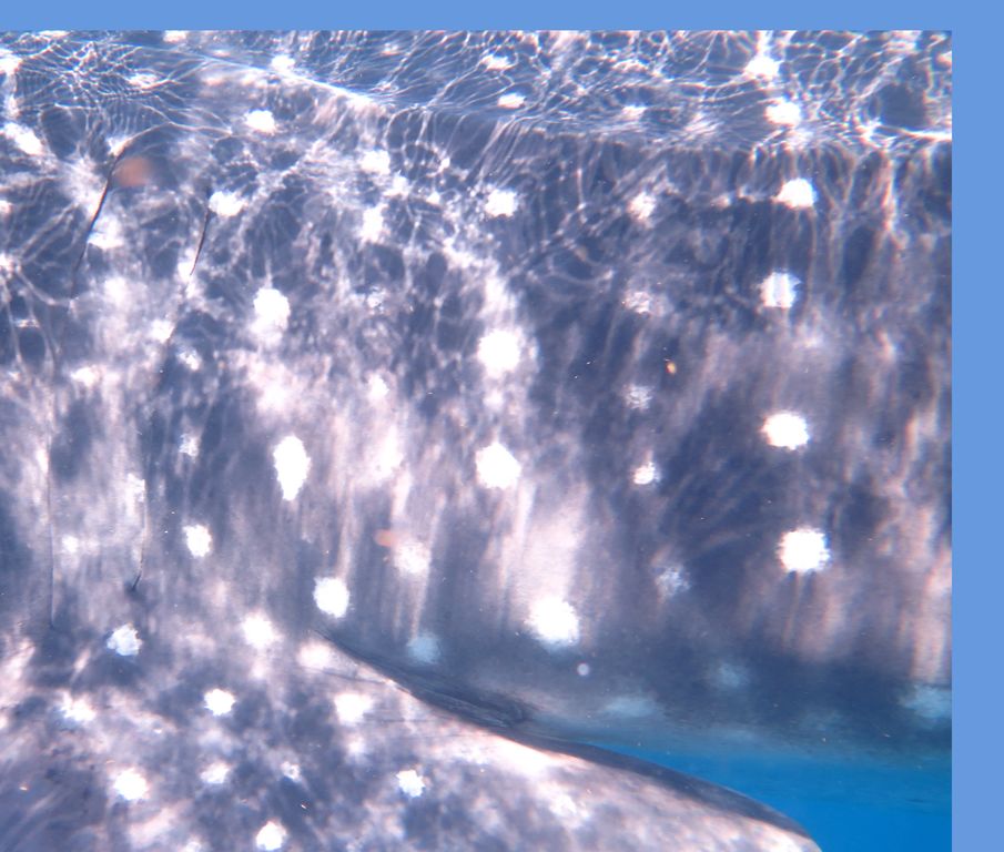 aece3b2a-9bf3-41e0-8f32-90f3bbf6b604