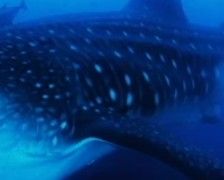 5797c3d1-9038-4118-adc2-c05464dfbd1e