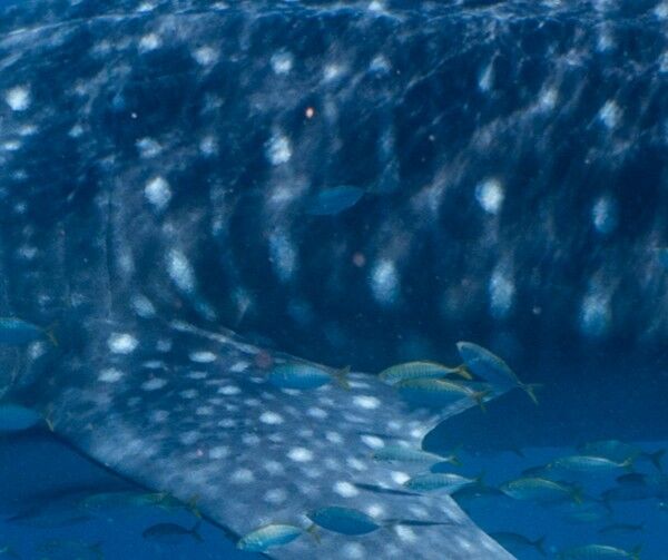 69e3ad35-c44f-4c6f-9fa3-069bd75dbf34