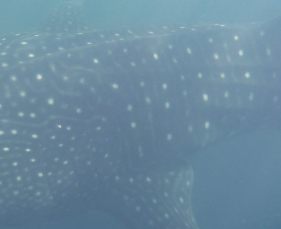 eb2919a9-da9c-4d74-baef-900ed0512e8e