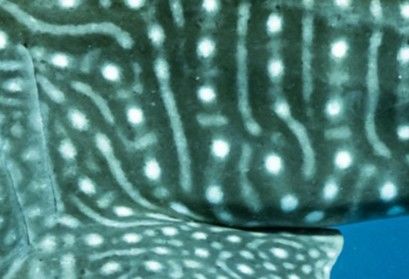 55e1bf77-4188-42a1-b3da-052621699cd1