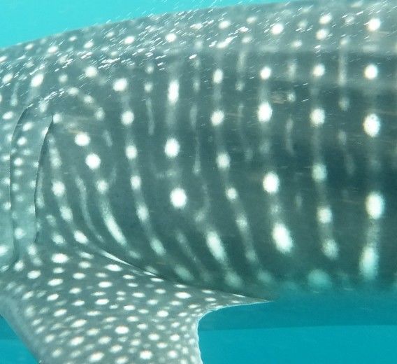 f4e15aff-c0fd-4baf-99f8-b5e7ceb73024