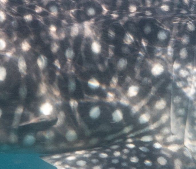 ec75217e-fdc3-4f92-b6f9-b40215bfa00c