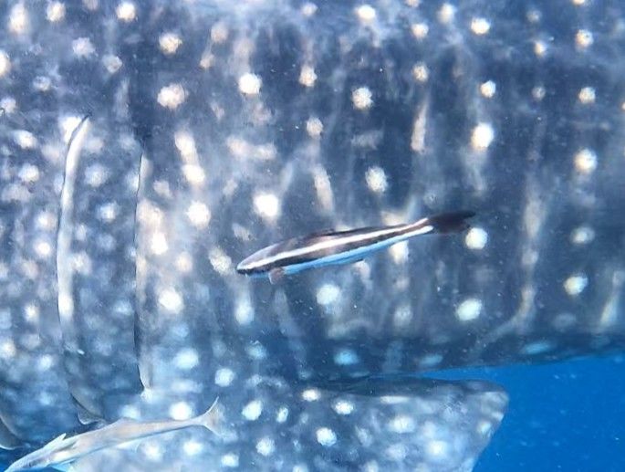 f2de8d73-f36b-4301-a3f0-d11c960808fc