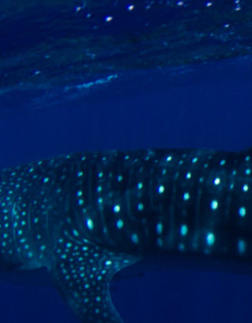 2f961931-6386-41e1-bfa0-936dbd4a30db