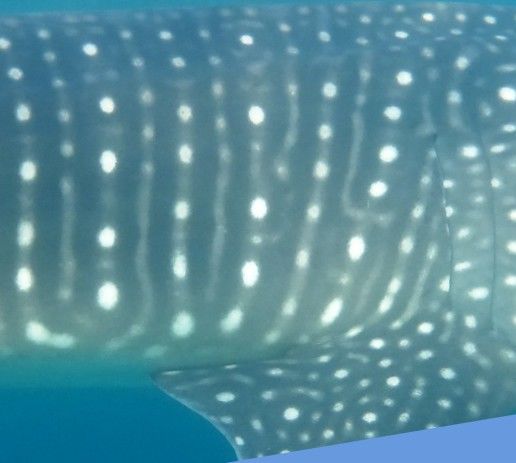 dc1302da-6fbd-43d5-a5d0-c1e189a819a6