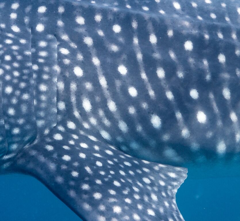 8dec28c1-8699-4eda-b71e-6fbdba28aa77