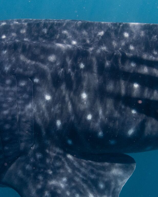 462dcd29-0c99-424e-b956-ccdd5da71e78