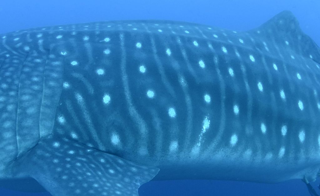 050a14fd-a1a2-43a8-9936-7d21cd7f782c