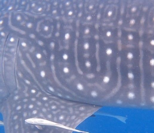 290f69f6-9d92-450f-86ea-6e6f99f60833