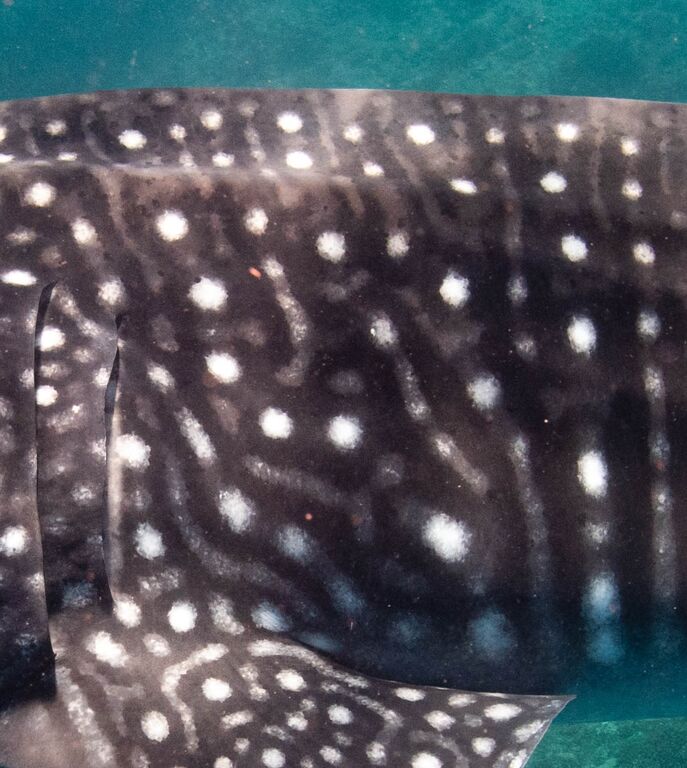 a5bbee6e-f9e9-4569-a931-93d164518f8c