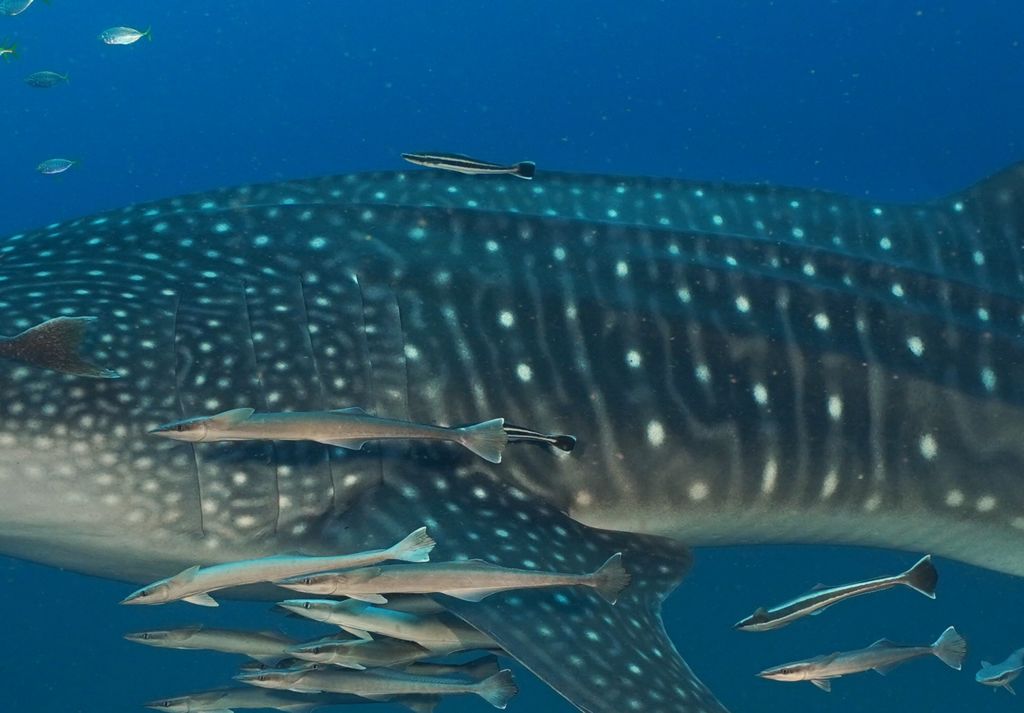 e8f12a70-cac2-445a-a93b-8194998c767b