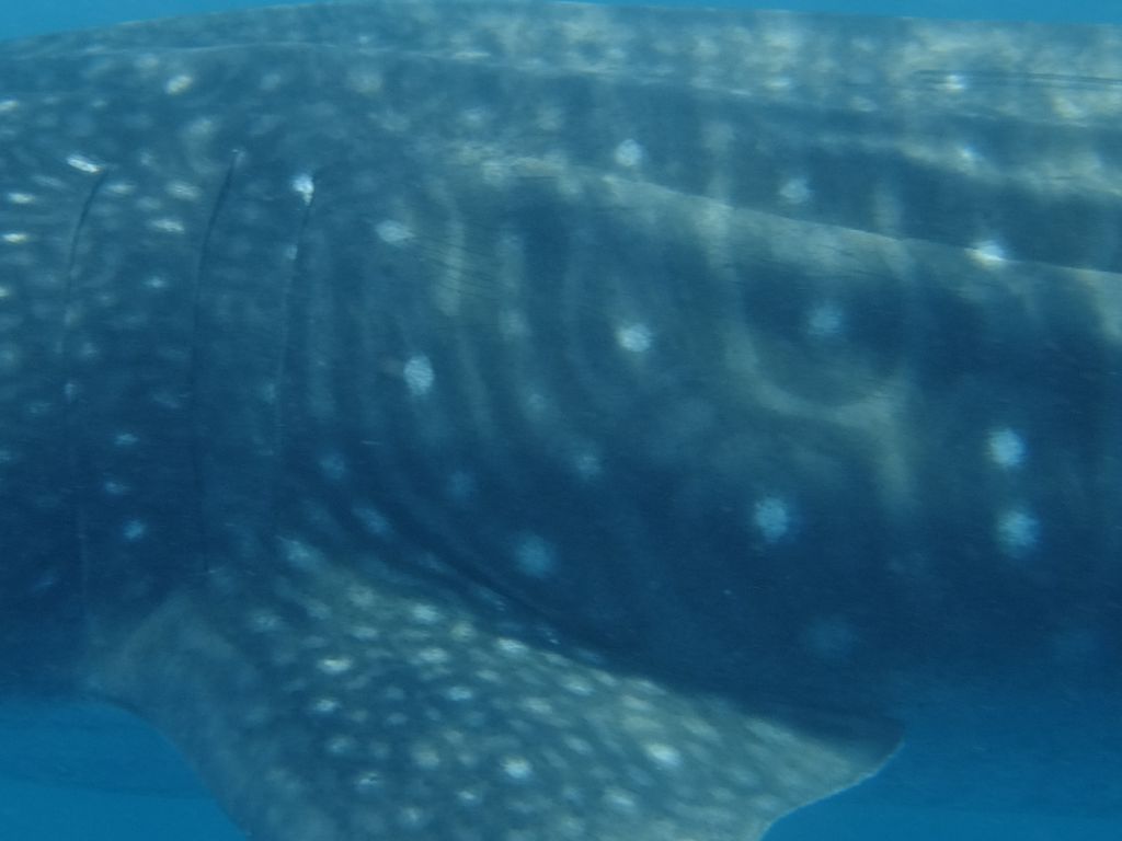 9e1d1f03-ea61-40ef-b3d3-9792f42a0f11