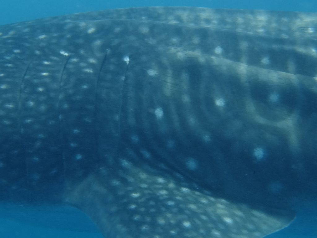 9e1d1f03-ea61-40ef-b3d3-9792f42a0f11