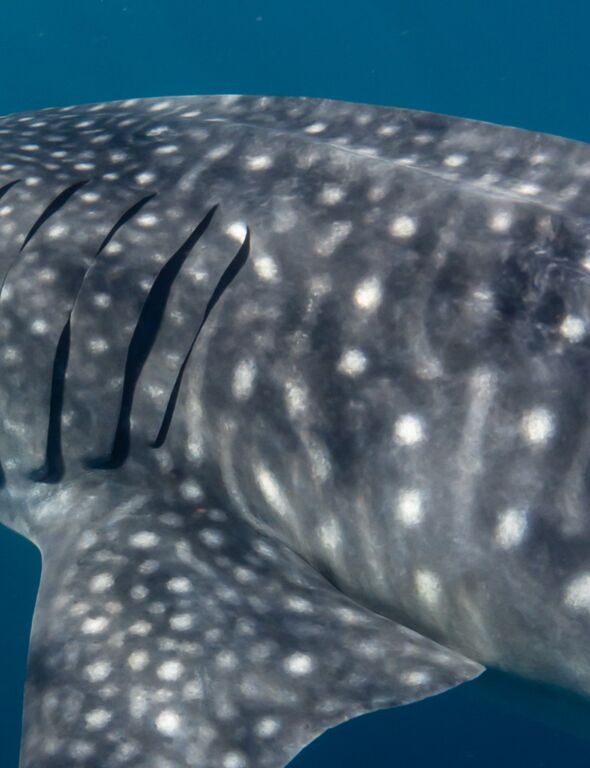 e2db9bee-dd82-49a8-a8ff-90af564bcb78