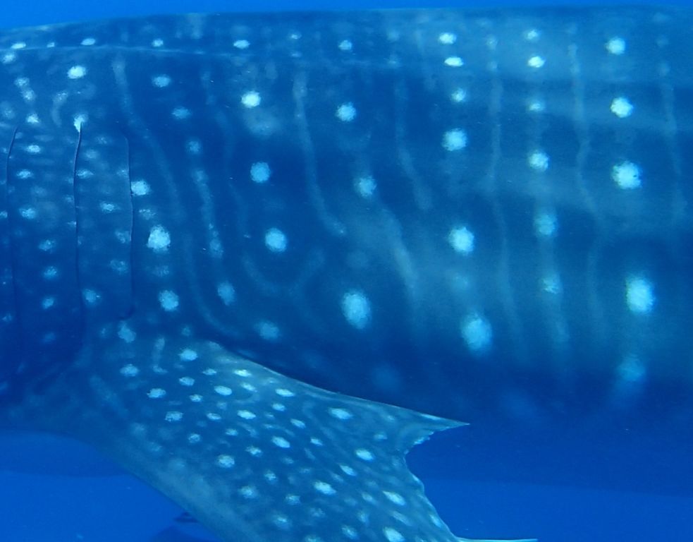 c0fb6d52-c6df-44bd-a546-0de619f44024