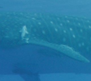 5c9e96d1-3aaf-4a07-b45c-7663621c0f62