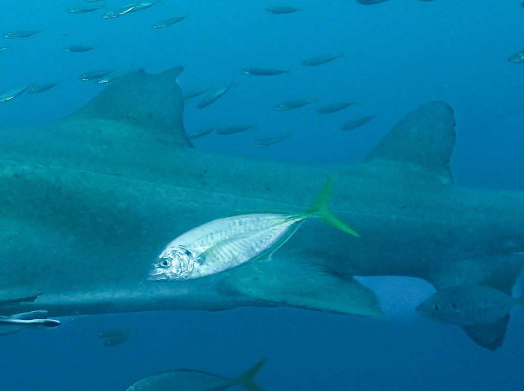 a482a28c-0bf0-49a3-a096-8ecdcc1ef88b