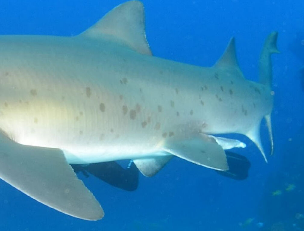 8baeccb0-0131-40d9-b44c-7713f3b6a19e