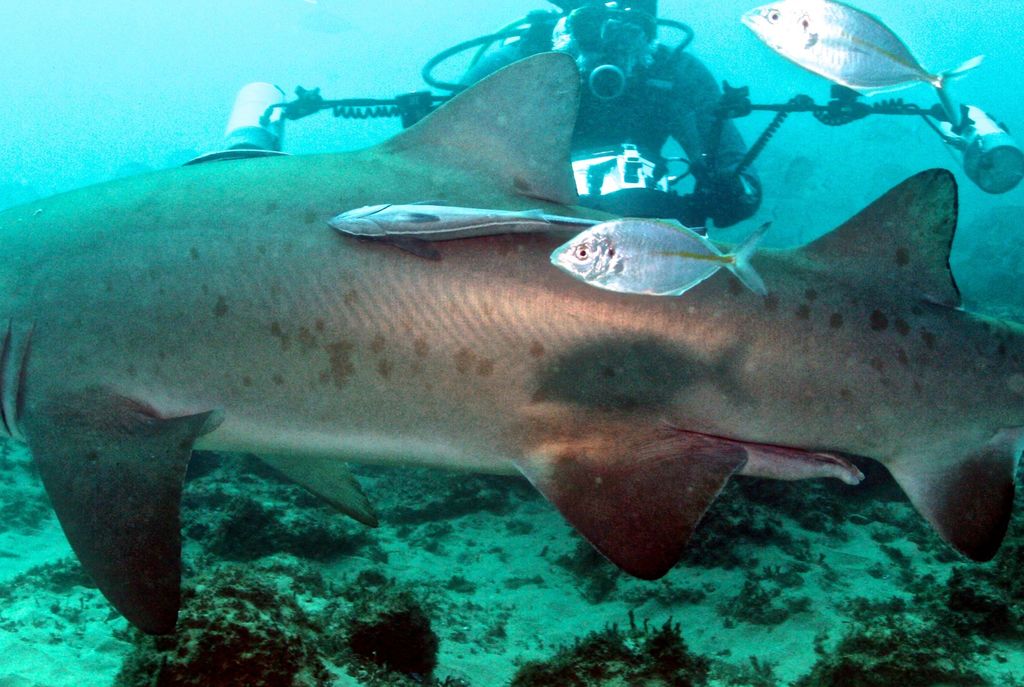 8be2dde4-f86a-45c3-83f3-ffd0e9c18e0d