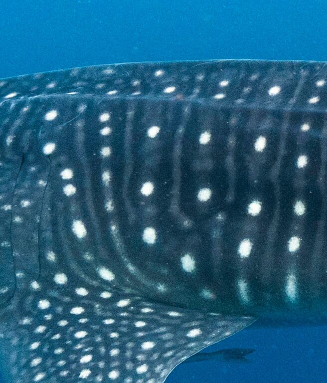 1271d86d-0d87-41e8-a31f-8e8b4a63ec02