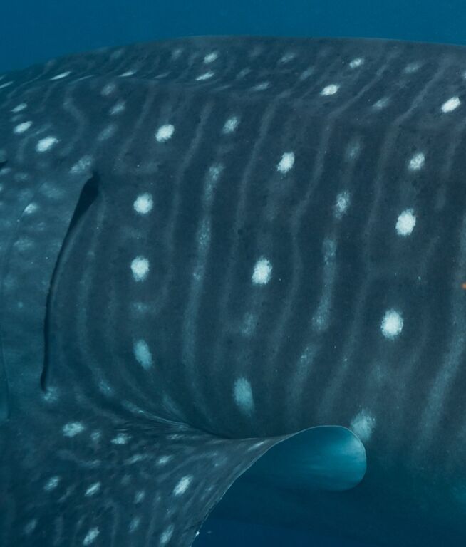 bd97bac0-d458-4f7a-bcf1-68e6f977c11b