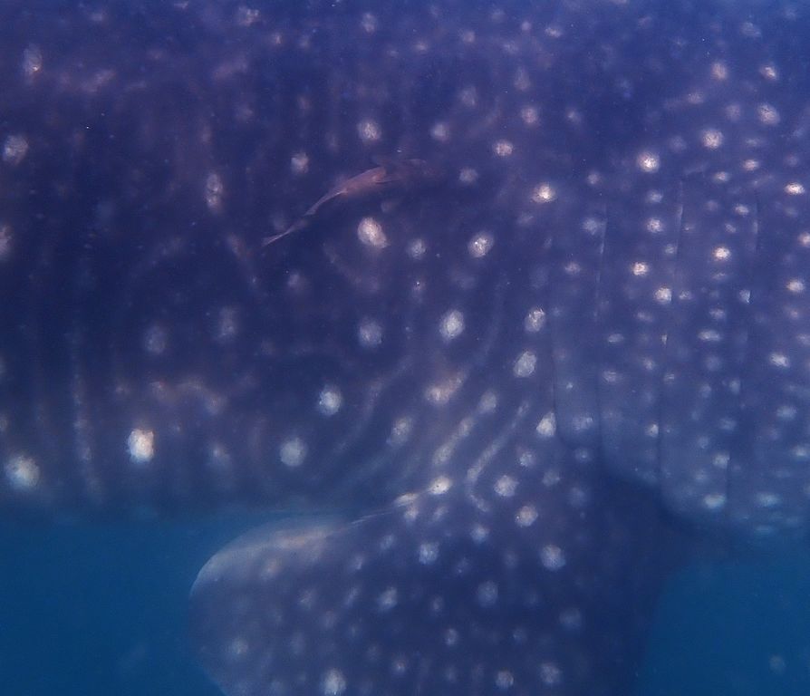 1e6f1849-a027-449f-820a-110bdff8dc40