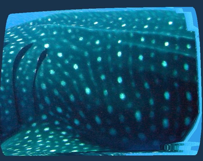 a4c19d41-d0e2-402f-92b7-27ee2fc13bc6