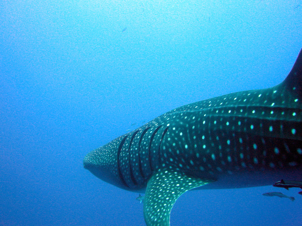 a4c19d41-d0e2-402f-92b7-27ee2fc13bc6