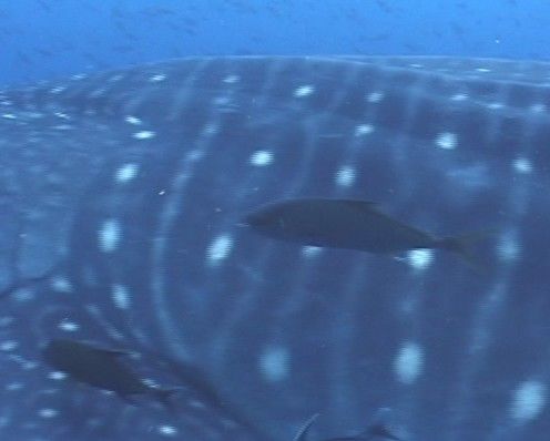 122dba38-ce95-4f50-bff5-3b7a7a70e898