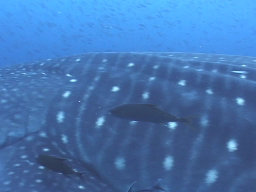 122dba38-ce95-4f50-bff5-3b7a7a70e898