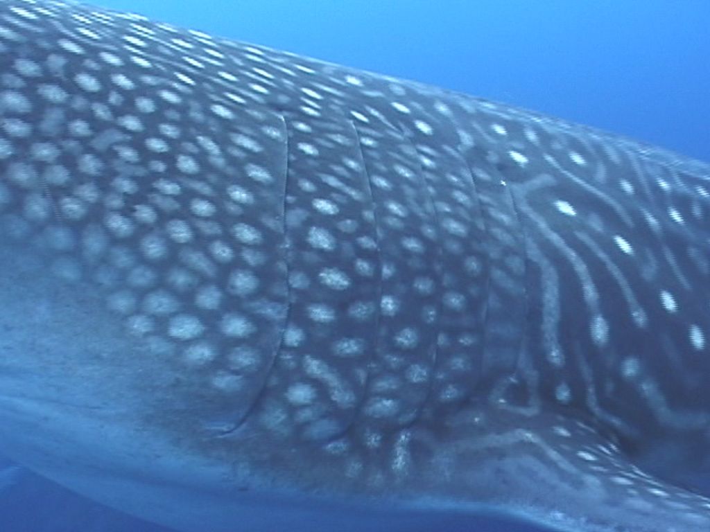 c845e050-00d4-4975-a3d1-773dba037c6b