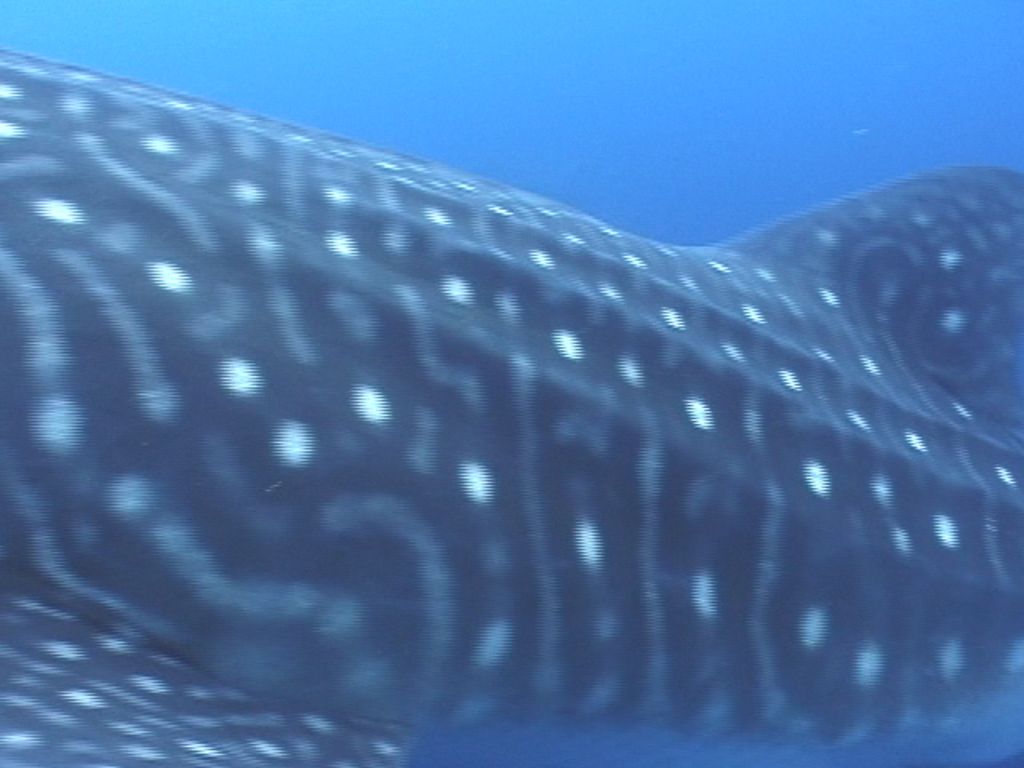 c845e050-00d4-4975-a3d1-773dba037c6b