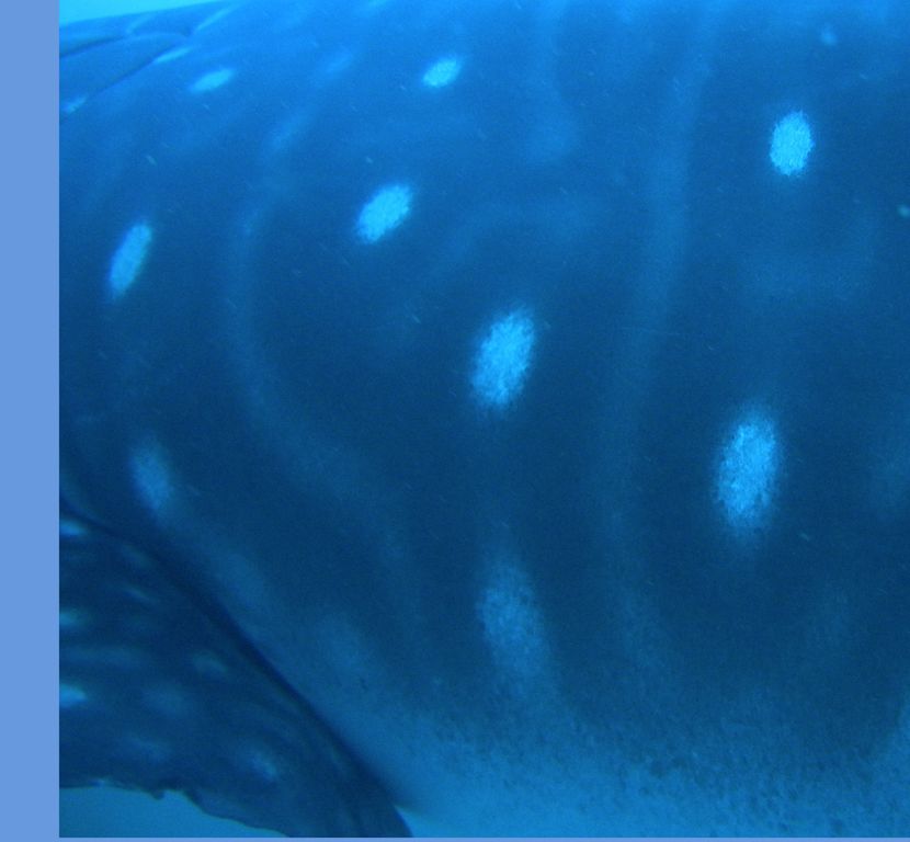 5a22b182-9c95-46d9-beb2-074047d26d9f