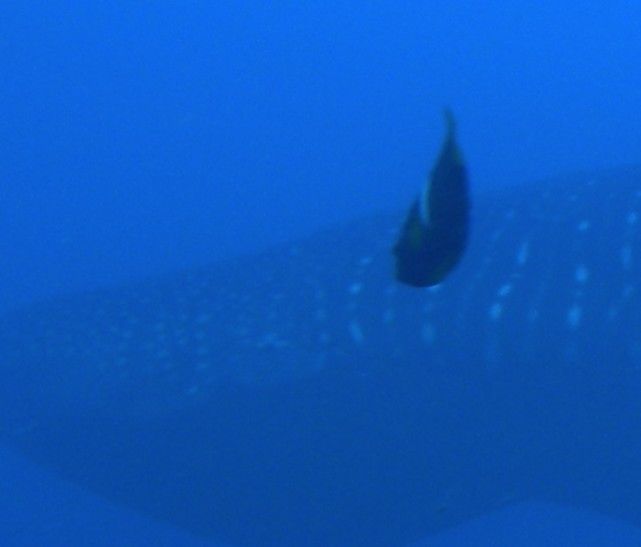 d51306ae-fdae-4412-85a9-c401062fbf22