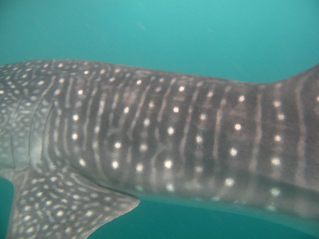 43c43291-96c5-4e91-af70-5a27df9ebdb4